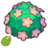 可愛花籬的種子