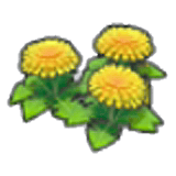 悠閒花種子