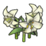 優雅的花