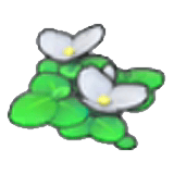 浮萍的花