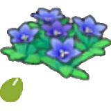 岩地的花的種子