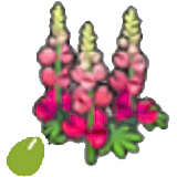 堅韌的花的種子