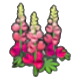 堅韌的花