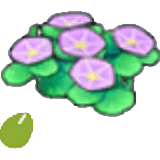 海邊的花的種子
