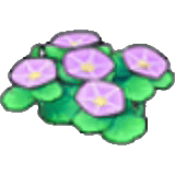 海邊的花
