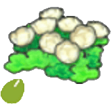空島的花的種子