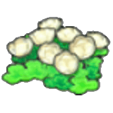 空島的花