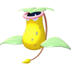 大食花